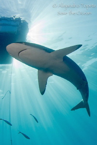 Shark with Boat, Gardens of the Queen Cuba by Alejandro Topete 
